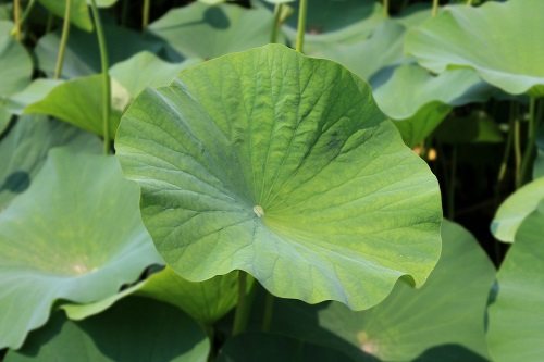 “Giường tình lá sen”.