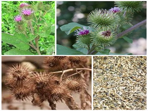 Cây và vị thuốc ngưu bàng tử trong bài thuốc trị bệnh nha chu.