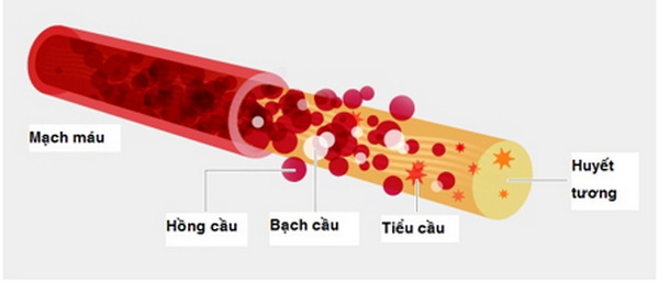 Các thành phần cấu tạo máu.