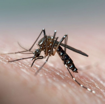 Thủ phạm gây dịch sốt vàng chính là virus Aedes aegypti và lây truyền qua muỗi.