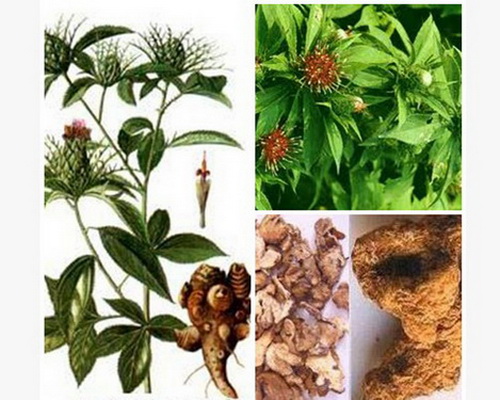Kiện tỳ táo thấp thương truật trị được cái thấp của mùa trường hạ.