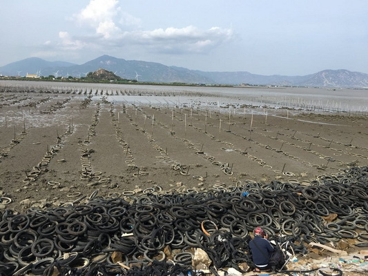 Chất chồng lốp xe cũ bằng cao su dùng nuôi hàu xong ném lại bờ biển, cửa biển ở khu vực Đầm Nại (xã Hộ Hải, huyện Ninh Hải).