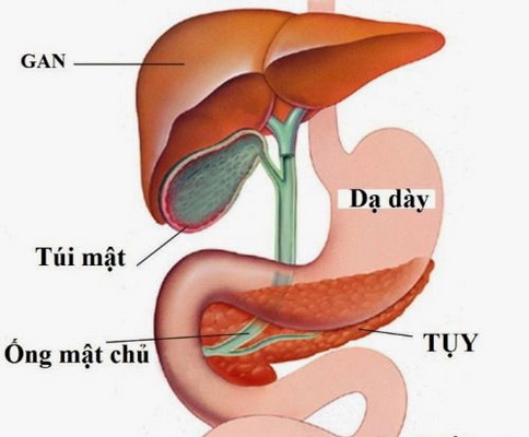 Người mắc chứng hư lao hầu như lục phủ ngũ tạng suy nhược.