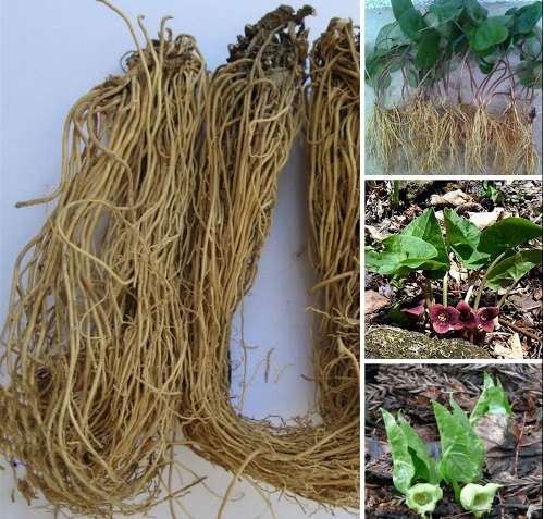 Tế tân là vị thuốc hay trị viêm mũi xuất tiết.