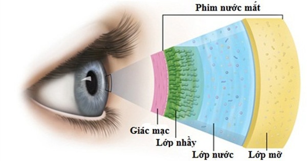 Cấu tạo màng phim nước mắt.