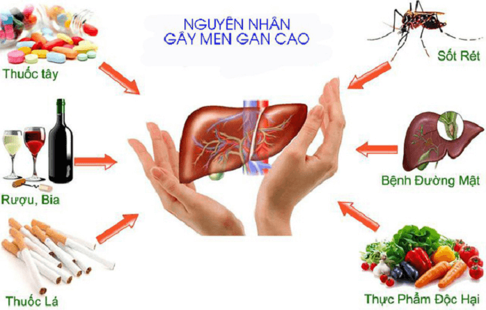 Nên làm gì khi men gan cao?