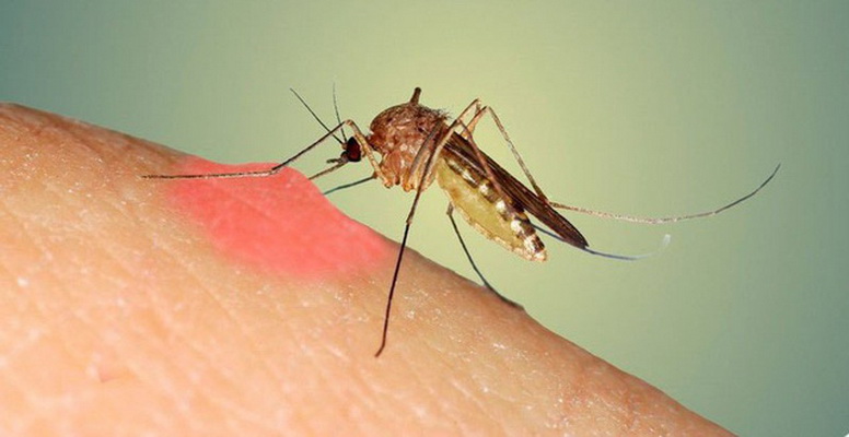 Muỗi đốt làm lây truyền một số bệnh do virus.