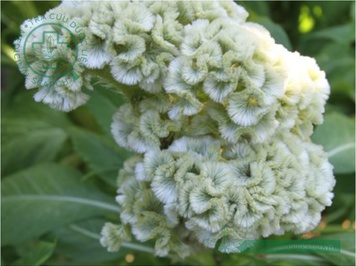 Cây hoa mào gà trắng chữa bệnh gì?- Ảnh 3. Thuốc từ cây mào gà trắng