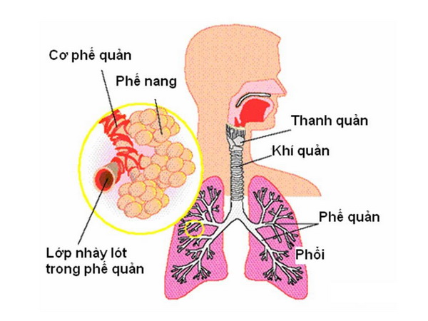 Bệnh ở phế ho có đờm, hoặc ho khan là do phế âm hư.