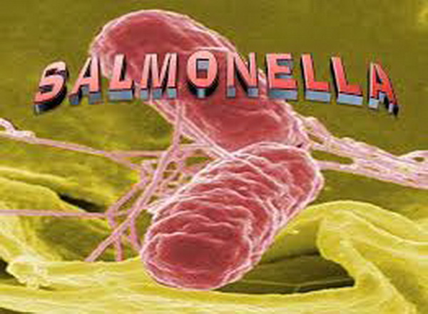 Salmonella đang đứng trước tình trạng kháng kháng sinh.
