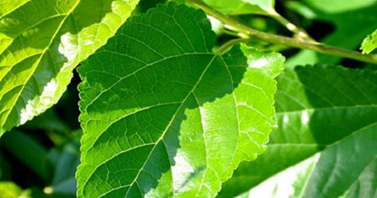 3 bài thuốc từ lá dâu tốt cho người bệnh tiểu đường- Ảnh 2. Lá dâu - vị thuốc hay