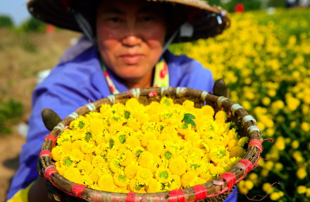Một nhân công hái nhanh mỗi ngày thu được khoảng 20-30kg hoa cúc.