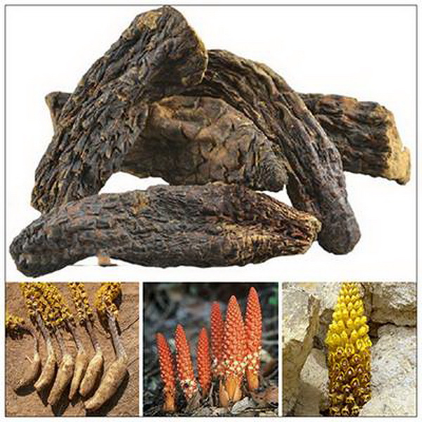 Nhục thung dung, vị thuốc  hỗ trợ trị hiếm muộn.