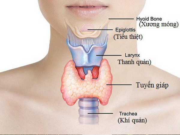 Cường giáp là một bệnh nội tiết thường gặp ở phụ nữ nhiều hơn nam giới.