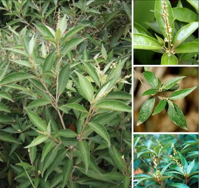 Mẩn ngứa ở trẻ cần xử trí như thế nào?- Ảnh 3. Thuốc dùng ngoài trị mẩn ngứa
