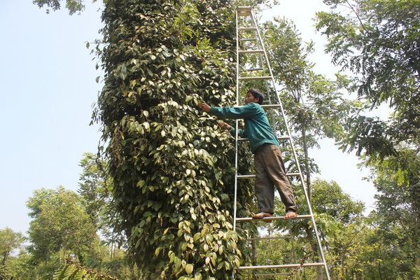 Nhiều nguy hiểm tiềm ẩn nếu không cẩn thận khi leo thang để hái tiêu.