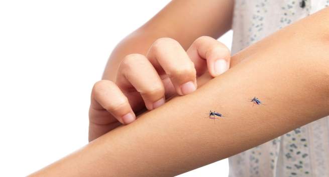 Drawing Mosquito Tattoo Vẽ con muỗi  YouTube