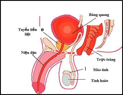 Tuyến tiền liệt