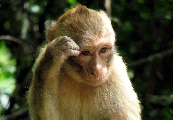 Loài khỉ rất đa dạng và thú vị. Để hiểu hơn về chúng, hãy xem hình ảnh để khám phá về sự khôn ngoan, chú ý hay thậm chí là trò hề đáng yêu của loài này.
