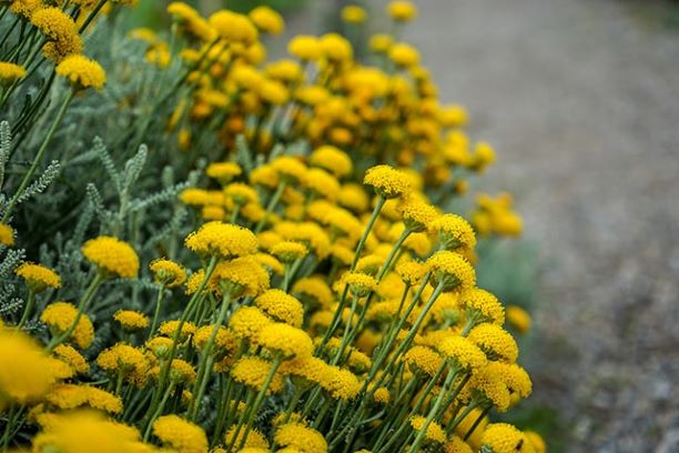 phát hiện ra nhiều lợi ích đối với sức khỏe của hoa oải hương