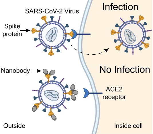 Kháng thể nano tỏ ra hiệu quả chống lại SARS-CoV-2