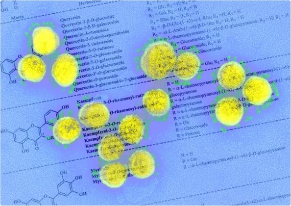 Flavonols có khả năng ức chế hoạt động của SARS-CoV-2
