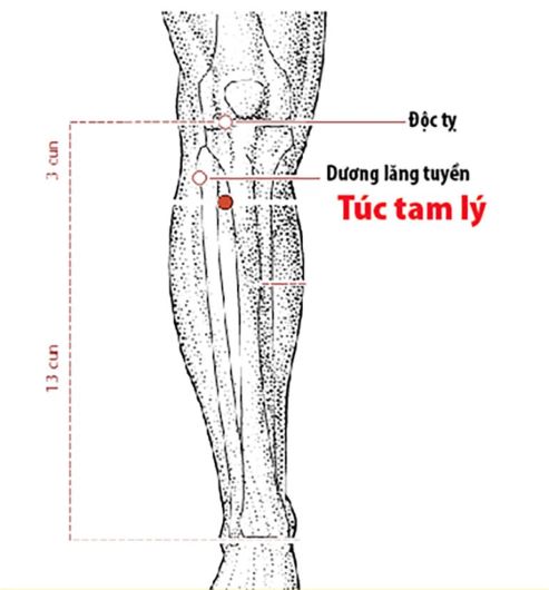 huyệt túc tam lý