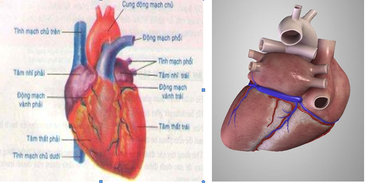 Mô hình giải phẫu tim chó