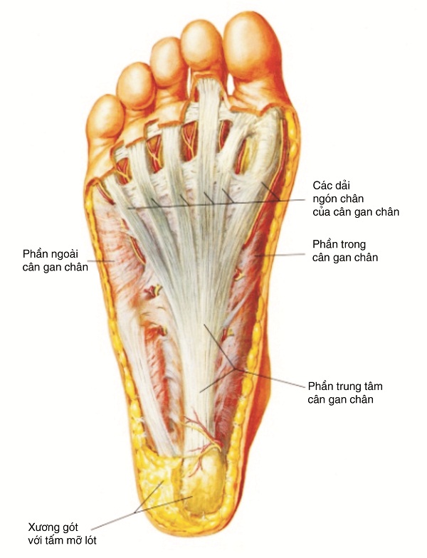 Gan Bàn Chân Là Gì: Tìm Hiểu Vai Trò, Bệnh Lý Và Cách Chăm Sóc Hiệu Quả