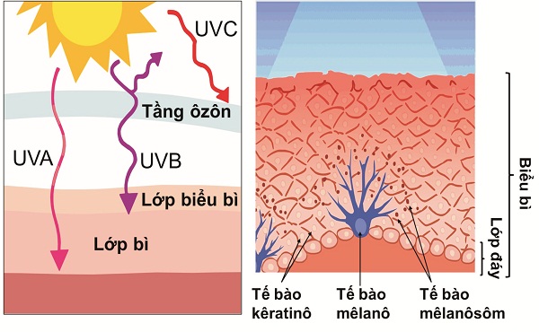 Làn da là tấm che sinh học