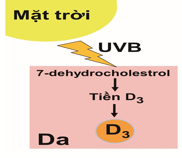 ánh nắng và vitamin D3