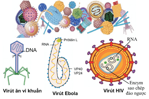 virus