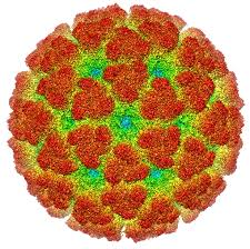 Chikungunya virus.