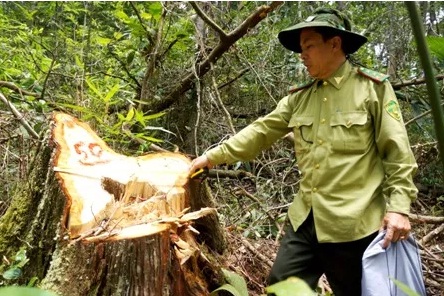 Vụ phá rừng pơmu: Ai “bảo kê” cho lâm tặc phá rừng?
