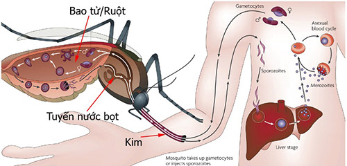 sot xuat huyet