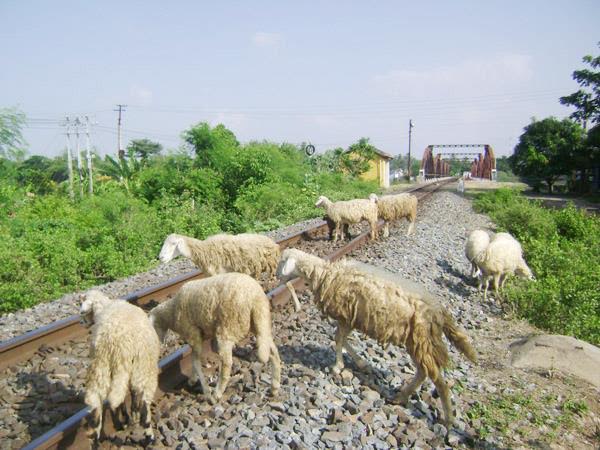 Chăn thả gia súc trên hành lang đường sắt