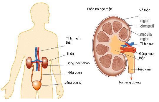 Khi hệ tiết niệu gặp “sự cố”…