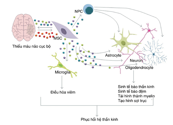 Bảo vệ hệ thần kinh ở trẻ sinh non