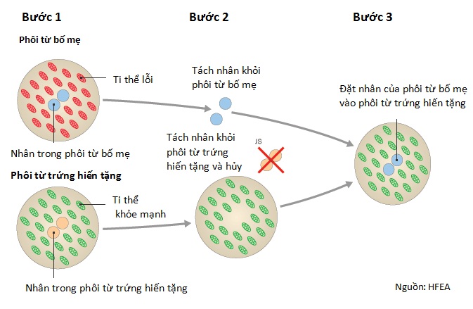 Phương pháp IVF “ba bố mẹ” giúp ngăn ngừa bệnh di truyền