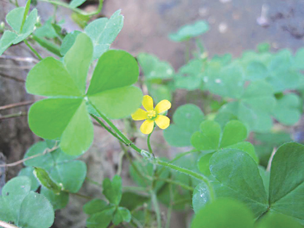 Phòng và chữa đau răng