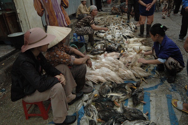 Cúm A/H7N9 tiến sát biên giới, liên Bộ họp khẩn: Mở rộng đối tượng lấy mẫu, giám sát không để “lọt” bệnh nhân cúm