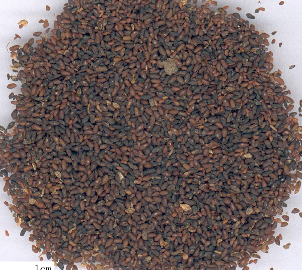 Chứng hoàng đản
