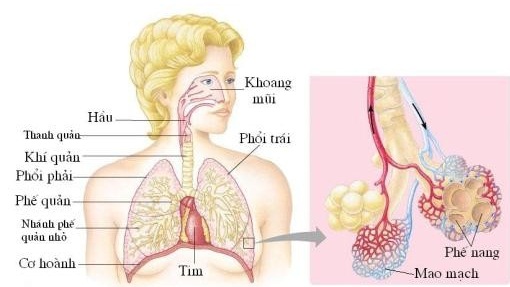 Khi phổi bị tổn thương...