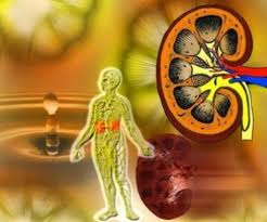 Hành trình của thuốc trong cơ thể