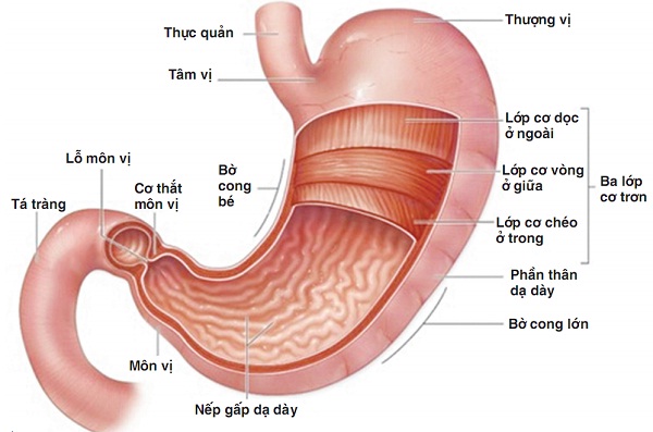 Viêm loét bờ cong nhỏ dạ dày - không thể xem thường