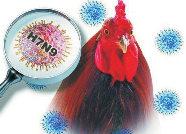 Ngăn ngừa bệnh cúm A H7N9 xâm nhập nội địa