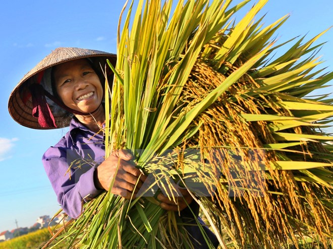 Những ông thần nông trên mặt đất