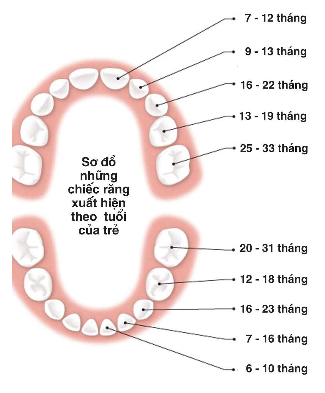 Những chiếc răng đầu đời của trẻ