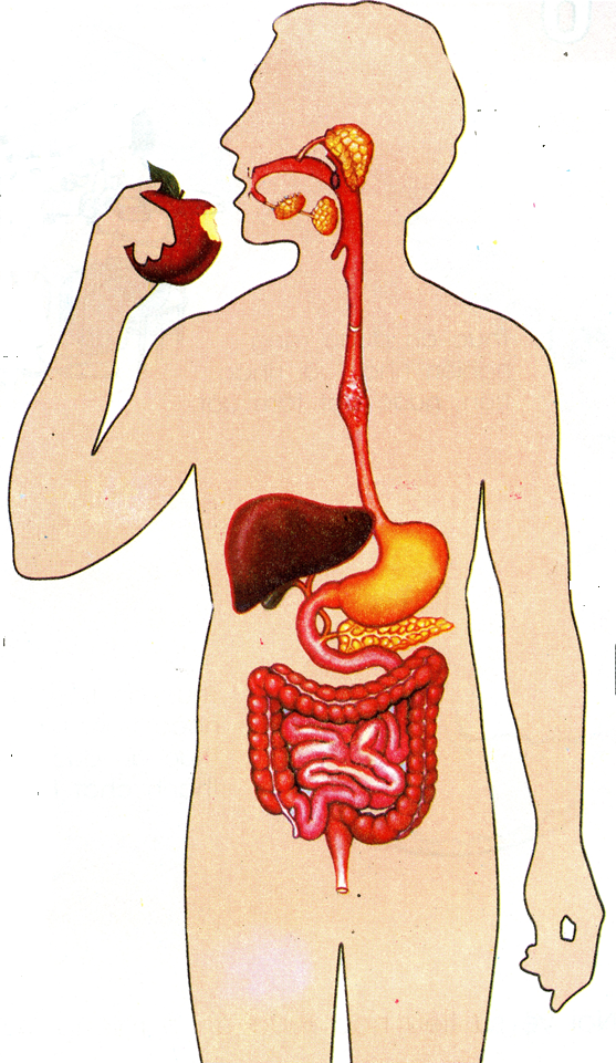 Bệnh lý đường tiêu hóa