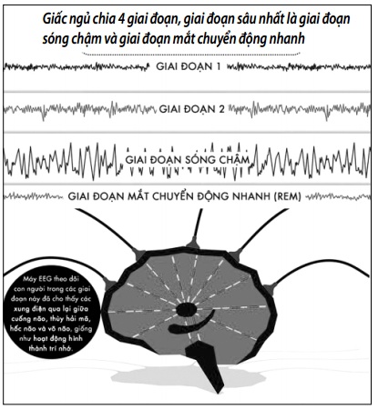 Cần ngủ sâu bao lâu là đủ?